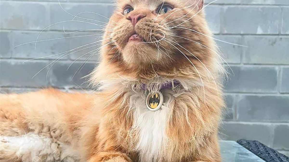 The cat from Bucha escaped from the occupiers who stole it an incredible story of salvation - en The cat from Bucha escaped from the occupiers who stole it an incredible story of salvation - en