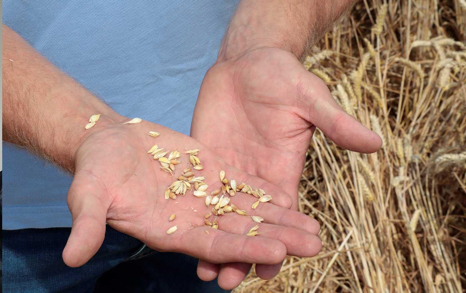 The grain deal  Ukraine and Russia have agreed not to attack any ship - en The grain deal  Ukraine and Russia have agreed not to attack any ship - en